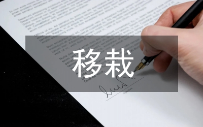 烤煙移栽